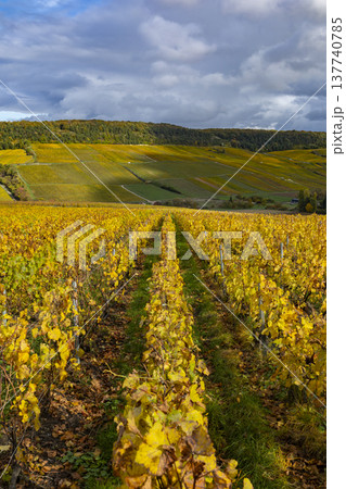Vineyards in autumn with yellow leaves in Champagne France 137740785