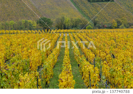 Golden autumn vineyard rows in Chablis, France Golden autumn vineyard rows in Chablis, France 137740788