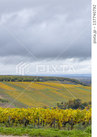 Rolling vineyard hills displaying vibrant fall foliage under a cloudy sky 137740792
