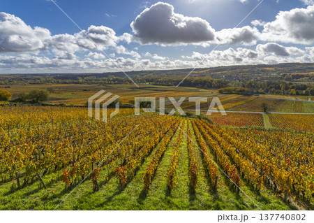 Autumn vineyard landscape in Santenay, Bourgogne Franche Comte, France 137740802