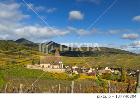 Fortified church and Hunawihr village in autumn Alsace vineyards 137740804