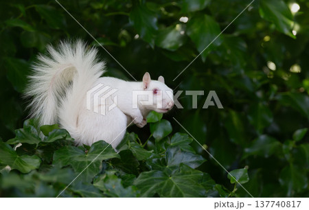 Rare albino Eastern gray squirrel sitting among green ivy leaves, UK. 137740817
