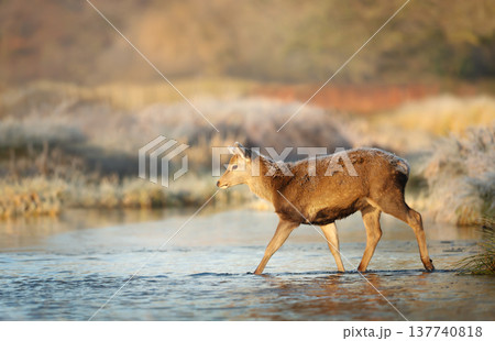 Young red deer walking through a shallow stream on a frosty morning Young red deer walking through a shallow stream on a frosty morning 137740818