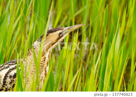 Portrait of Eurasian bittern (Botaurus stellaris) standing motionless and camouflaged among green reeds 137740823
