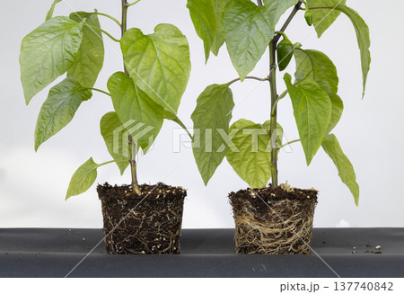 Comparing pepper plant growth with healthy root systems Comparing pepper plant growth with healthy root systems 137740842