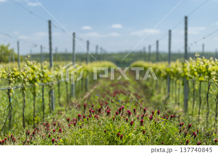 Vineyard rows growing grapevines with crimson clover 137740845