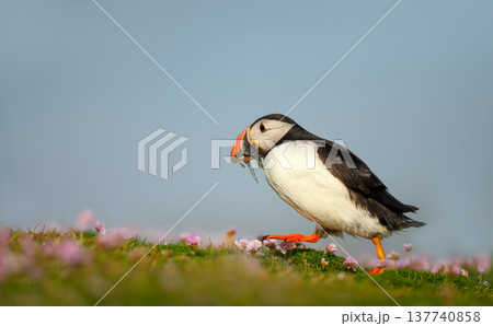 Portrait of Atlantic puffin holding fish in beak on coastal cliff Portrait of Atlantic puffin holding fish in beak on coastal cliff 137740858