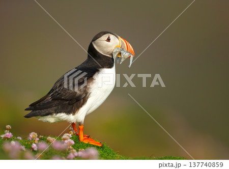 Portrait of Atlantic puffin holding fish in beak on coastal cliff Portrait of Atlantic puffin holding fish in beak on coastal cliff 137740859