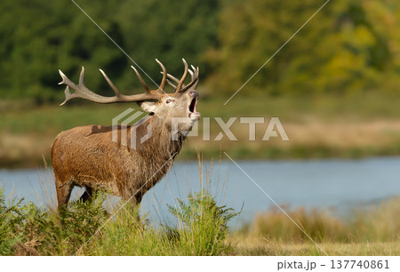 Red deer stag roaring during rutting season in autumn 137740861