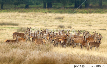 Group of red deer hinds standing in a meadow in autumn 137740863