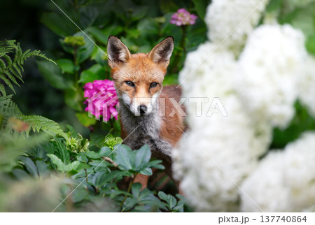 Young Red fox cub peeking from summer garden flowers 137740864