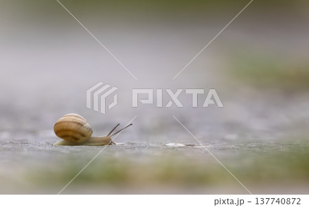 Snail slowly moving forward on textured ground 137740872