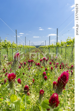 Vineyard rows showing crimson clover in Ivan, Czechia 137740879