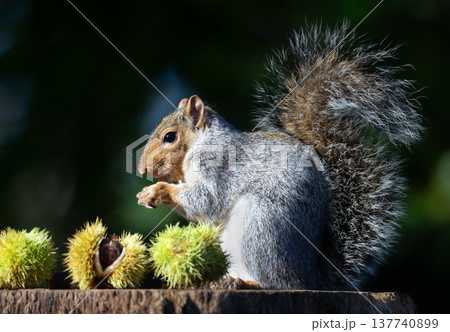Grey squirrel eating chestnut while sitting on tree stump surrounded by spiky chestnut burrs Grey squirrel eating chestnut while sitting on tree stump surrounded by spiky chestnut burrs 137740899