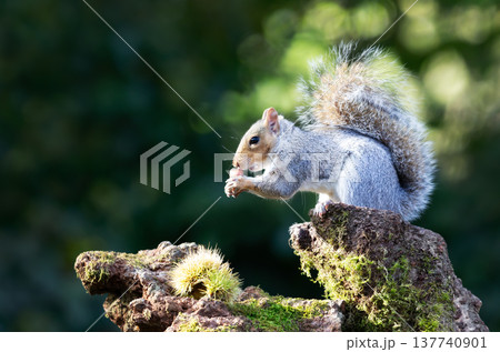 Grey squirrel eating chestnut while sitting on tree stump surrounded by spiky chestnut burrs 137740901