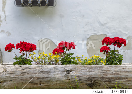 Red geraniums blooming in wooden log planter, Spania Dolina 137740915