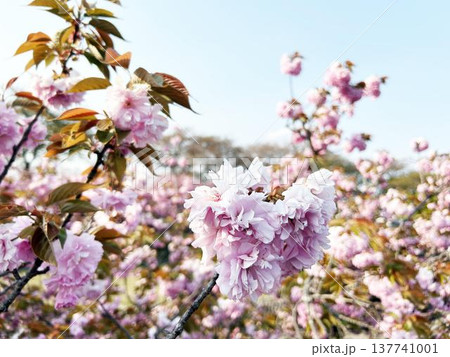 密生して咲く八重桜のクローズアップ 密生して咲く八重桜のクローズアップ 137741001