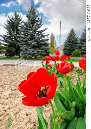 red tulip blooming on a flower bed with open ground in spring season. floral background for urban environment design in uzhhorod, ukraine. cloudy weather 137741021