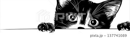 Black cat peeking with big curious eyes. Black domestic cat peeking from the side with wide, observing eyes 137741089