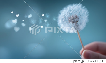 Hand holding dandelion blowing heart seeds. Human hand holding a dandelion while seeds with heart shapes are floating in the air against a soft blue background Hand holding dandelion blowing heart seeds. Human hand holding a dandelion while seeds with heart shapes are floating in the air against a soft blue background 137741131