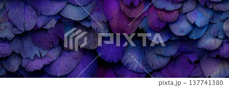 Purple and blue feathers creating abstract texture background. Overlapping purple and blue feathers creating a soft, natural, and rich textural pattern Purple and blue feathers creating abstract texture background. Overlapping purple and blue feathers creating a soft, natural, and rich textural pattern 137741380