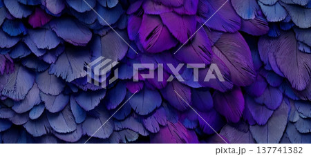 Purple and blue feathers creating abstract texture background. Overlapping purple and blue feathers creating a soft, natural, and rich textural pattern Purple and blue feathers creating abstract texture background. Overlapping purple and blue feathers creating a soft, natural, and rich textural pattern 137741382