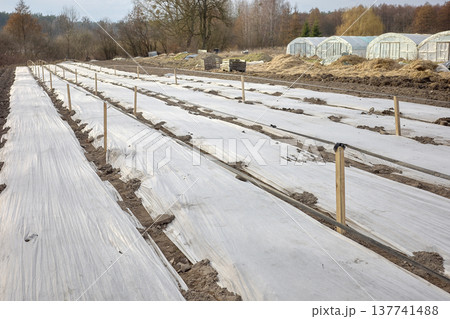 Organic farm with vegetables covered with non woven fabric. Organic farm with vegetables covered with non woven fabric. 137741488