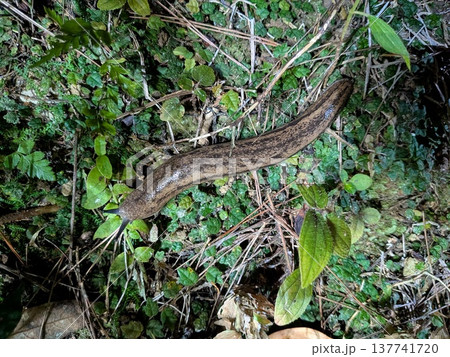 5cmを超える沖縄のヤンバルヤマナメクジ 137741720