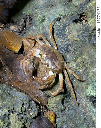 沖縄の夜にいたサカモトサワガニ 沖縄の夜にいたサカモトサワガニ 137741724