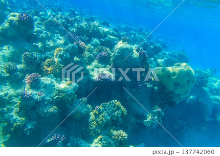 Coral reef in the Red sea in Ras Mohammed national park. Sinai peninsula in Egypt 137742060