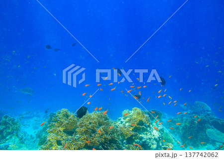 Different tropical fish at coral reef in the Red sea in Ras Mohammed national park, Sinai peninsula in Egypt Different tropical fish at coral reef in the Red sea in Ras Mohammed national park, Sinai peninsula in Egypt 137742062