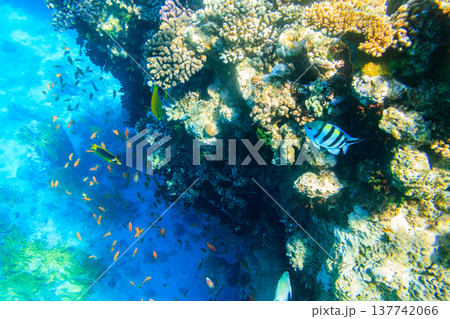 Different tropical fish at coral reef in the Red sea in Ras Mohammed national park, Sinai peninsula in Egypt 137742066