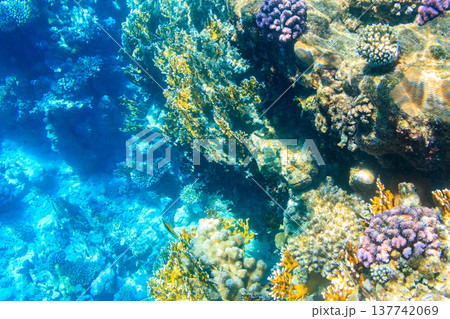 Threadfin butterflyfish (Chaetodon auriga) on coral reef in the Red sea in Ras Mohammed national park, Sinai peninsula in Egypt Threadfin butterflyfish (Chaetodon auriga) on coral reef in the Red sea in Ras Mohammed national park, Sinai peninsula in Egypt 137742069