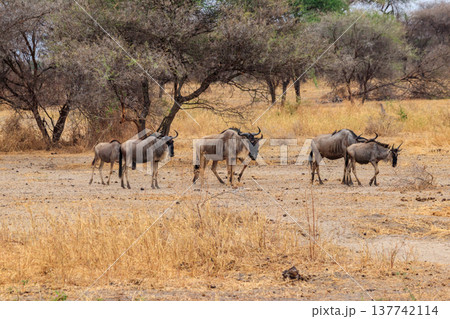 Herd of blue wildebeest (Connochaetes taurinus) in Tarangire National Park, Tanzania 137742114