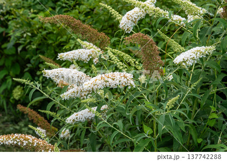Buddleja davidii flower of white ornamental shrub bush. Buddleja davidii flower of white ornamental shrub bush. 137742288