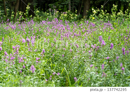 Flower Bud Lythrum salicaria plant Flower Bud Lythrum salicaria plant 137742295