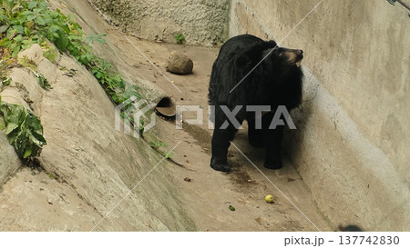 Himalayan bear is exploring the ground near plants and rocks in an outdoor enclosure. Himalayan bear is exploring the ground near plants and rocks in an outdoor enclosure. 137742830