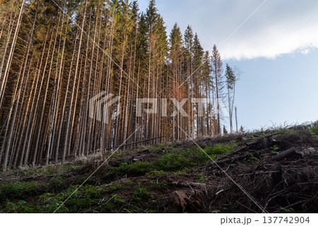 Split frame of towering spruce trees and minimalist ground and sky. Split frame of towering spruce trees and minimalist ground and sky. 137742904