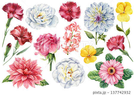 Watercolor flower clipart set with carnation dahlia rose gerbera pansy and white rose isolated botanical collection Watercolor flower clipart set with carnation dahlia rose gerbera pansy and white rose isolated botanical collection 137742932
