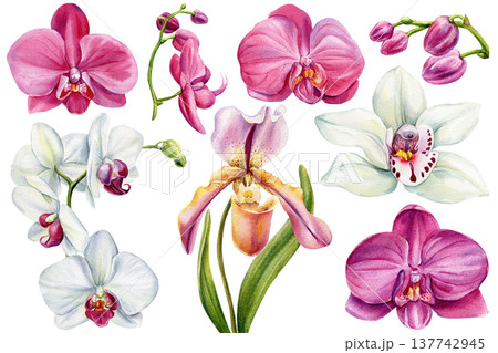 Watercolor orchid clipart set with pink phalaenopsis white cymbidium and lady slipper flowers isolated botanical collection Watercolor orchid clipart set with pink phalaenopsis white cymbidium and lady slipper flowers isolated botanical collection 137742945
