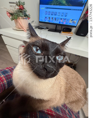 Funny Siamese cat lounges calmly indoors beside a home desk. Relaxation, companionship, fun, quiet routine, and the intimate presence of a pet in everyday living space. Funny Siamese cat lounges calmly indoors beside a home desk. Relaxation, companionship, fun, quiet routine, and the intimate presence of a pet in everyday living space. 137743226