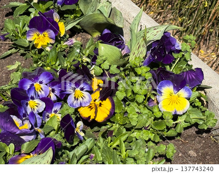 Purple and yellow pansies bloom in a garden bed under sunlight. Spring color, freshness, renewal, ornamental beauty, and the lively texture of seasonal planting in an urban landscape. Purple and yellow pansies bloom in a garden bed under sunlight. Spring color, freshness, renewal, ornamental beauty, and the lively texture of seasonal planting in an urban landscape. 137743240