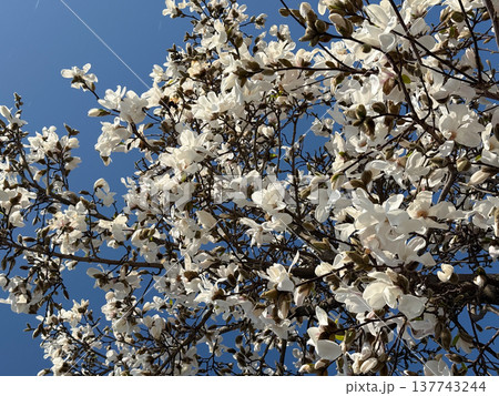 White magnolia blossoms spread across branches against a vivid sky in spring. Abundance, renewal, tenderness, seasonal awakening, botanical texture, and the fleeting beauty of spring unfolding in White magnolia blossoms spread across branches against a vivid sky in spring. Abundance, renewal, tenderness, seasonal awakening, botanical texture, and the fleeting beauty of spring unfolding in 137743244