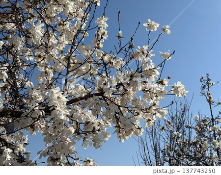 White magnolia blossoms spread across branches against a vivid sky in spring. Abundance, renewal, tenderness, seasonal awakening, botanical texture, and the fleeting beauty of spring unfolding in White magnolia blossoms spread across branches against a vivid sky in spring. Abundance, renewal, tenderness, seasonal awakening, botanical texture, and the fleeting beauty of spring unfolding in 137743250