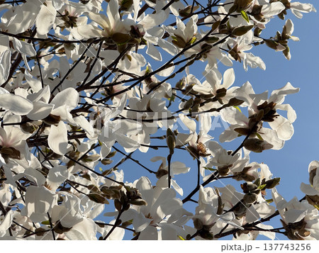 White magnolia blossoms spread across branches against a vivid sky in spring. Abundance, renewal, tenderness, seasonal awakening, botanical texture, and the fleeting beauty of spring unfolding in White magnolia blossoms spread across branches against a vivid sky in spring. Abundance, renewal, tenderness, seasonal awakening, botanical texture, and the fleeting beauty of spring unfolding in 137743256