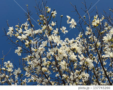 White magnolia flowers opening beneath a vivid blue sky. Grace, renewal, seasonal transformation, elegance, lightness, and the quiet arrival of spring through bloom, air, and sunlight. 137743260