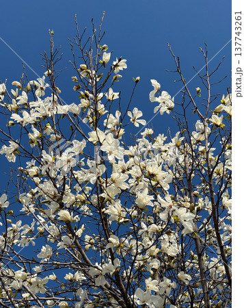 White magnolia blossoms spread across branches against a vivid sky in spring. Abundance, renewal, tenderness, seasonal awakening, botanical texture, and the fleeting beauty of spring unfolding in 137743261
