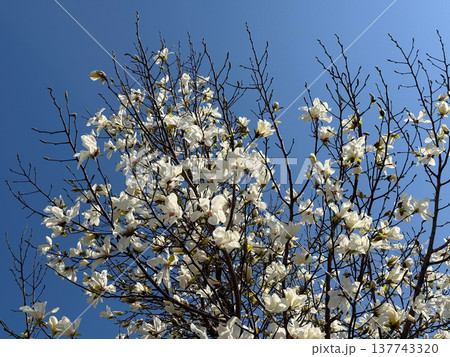 Magnolia canopy filled with white flowers under a cloudless sky. Abundance, renewal, spring energy, botanical richness, calm, and the living texture of blossom, branch, air, and light. 137743320