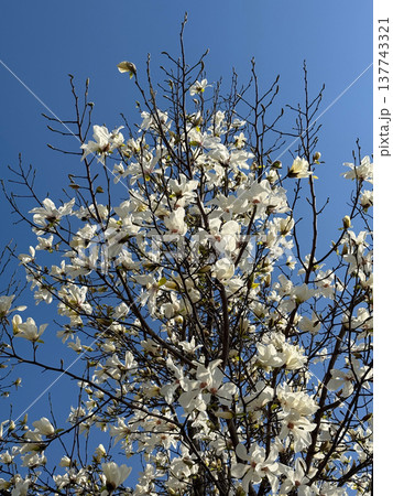 White magnolia flowers opening beneath a vivid blue sky. Grace, renewal, seasonal transformation, elegance, lightness, and the quiet arrival of spring through bloom, air, and sunlight. White magnolia flowers opening beneath a vivid blue sky. Grace, renewal, seasonal transformation, elegance, lightness, and the quiet arrival of spring through bloom, air, and sunlight. 137743321