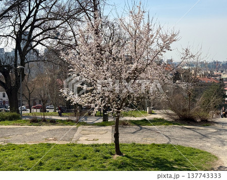 Blooming spring tree in a city park under soft daylight. Urban renewal, seasonal change, neighborhood calm, public nature, everyday leisure, and the contrast between blossom and architecture. 137743333